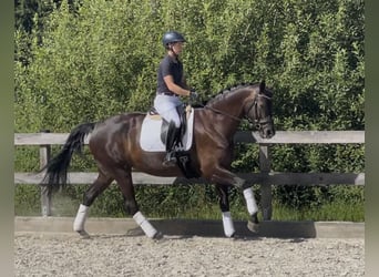 Westfale, Stute, 5 Jahre, 168 cm, Rappe
