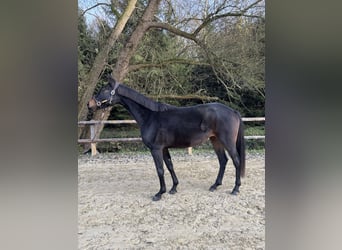 Westfale, Stute, 5 Jahre, 168 cm, Schwarzbrauner