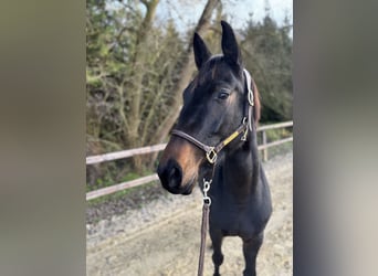 Westfale, Stute, 5 Jahre, 168 cm, Schwarzbrauner