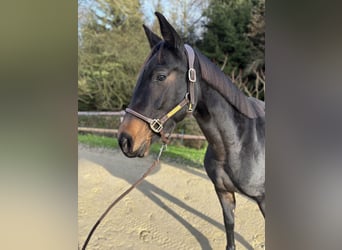 Westfale, Stute, 5 Jahre, 168 cm, Schwarzbrauner