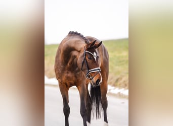 Westfale, Stute, 5 Jahre, 169 cm, Brauner