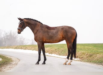 Westfale, Stute, 5 Jahre, 169 cm, Brauner