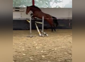 Westfale, Stute, 5 Jahre, 169 cm, Brauner