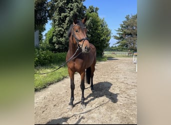 Westfale, Stute, 5 Jahre, 169 cm, Brauner