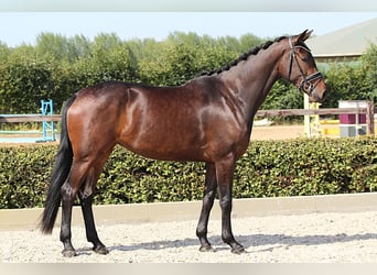 Westfale, Stute, 5 Jahre, 169 cm, Dunkelbrauner