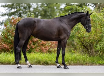 Westfale, Stute, 5 Jahre, 169 cm, Rappe