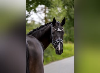 Westfale, Stute, 5 Jahre, 169 cm, Rappe