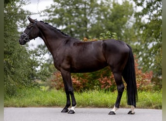 Westfale, Stute, 5 Jahre, 169 cm, Rappe