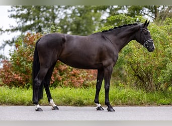 Westfale, Stute, 5 Jahre, 169 cm, Rappe