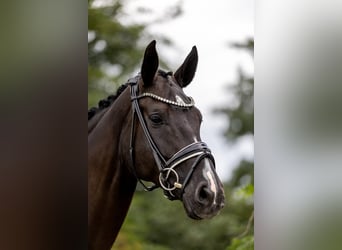 Westfale, Stute, 5 Jahre, 169 cm, Rappe