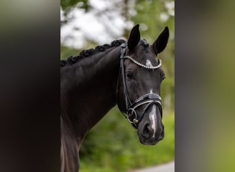 Westfale, Stute, 5 Jahre, 169 cm, Rappe