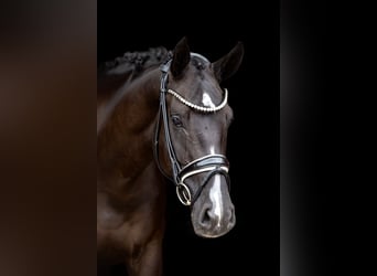 Westfale, Stute, 5 Jahre, 169 cm, Rappe