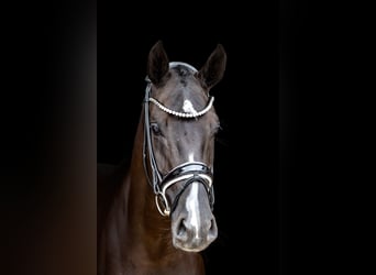 Westfale, Stute, 5 Jahre, 169 cm, Rappe