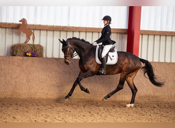 Westfale, Stute, 5 Jahre, 170 cm, Brauner