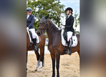 Westfale, Stute, 5 Jahre, 170 cm, Brauner