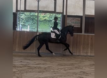 Westfale, Stute, 5 Jahre, 170 cm, Brauner
