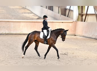Westfale, Stute, 5 Jahre, 170 cm, Brauner