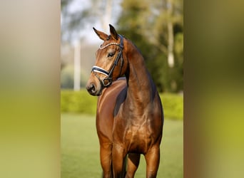 Westfale, Stute, 5 Jahre, 170 cm, Brauner