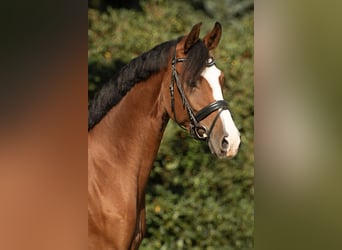Westfale, Stute, 5 Jahre, 170 cm, Brauner