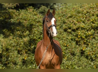 Westfale, Stute, 5 Jahre, 170 cm, Brauner