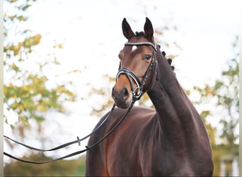 Westfale, Stute, 5 Jahre, 170 cm, Dunkelbrauner