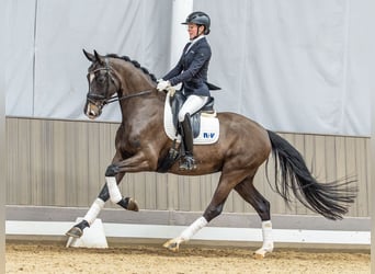 Westfale, Stute, 5 Jahre, 170 cm, Dunkelbrauner