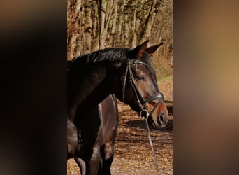 Westfale, Stute, 5 Jahre, 170 cm, Dunkelbrauner
