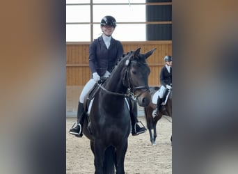 Westfale, Stute, 5 Jahre, 170 cm, Dunkelbrauner