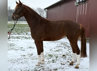 Westfale, Stute, 5 Jahre, 170 cm, Dunkelfuchs