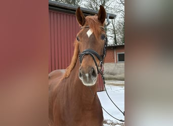 Westfale, Stute, 5 Jahre, 170 cm, Dunkelfuchs