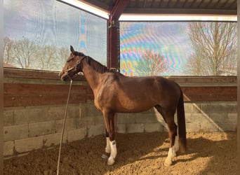 Westfale, Stute, 5 Jahre, 170 cm, Dunkelfuchs