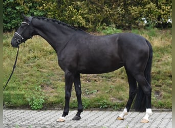 Westfale, Stute, 5 Jahre, 170 cm, Rappe