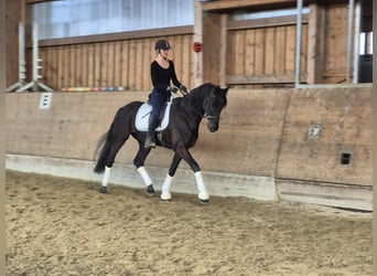 Westfale, Stute, 5 Jahre, 170 cm, Rappe