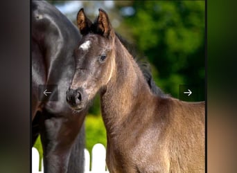 Westfale, Stute, 5 Jahre, 170 cm, Rappe