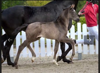 Westfale, Stute, 5 Jahre, 170 cm, Rappe