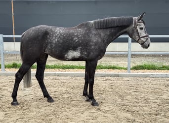 Westfale, Stute, 5 Jahre, 170 cm, Rappschimmel