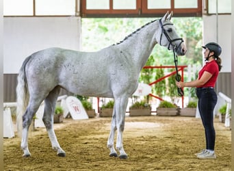 Westfale, Stute, 5 Jahre, 170 cm, Schimmel