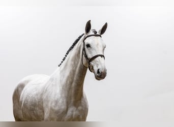 Westfale, Stute, 5 Jahre, 170 cm, Schimmel