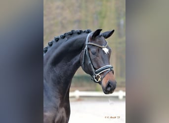 Westfale, Stute, 5 Jahre, 170 cm, Schwarzbrauner