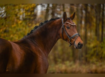 Westfale, Stute, 5 Jahre, 171 cm, Brauner