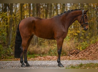 Westfale, Stute, 5 Jahre, 171 cm, Brauner