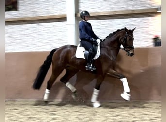 Westfale, Stute, 5 Jahre, 171 cm, Brauner