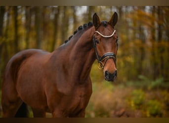 Westfale, Stute, 5 Jahre, 171 cm, Brauner