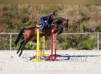 Westfale, Stute, 5 Jahre, 171 cm, Brauner