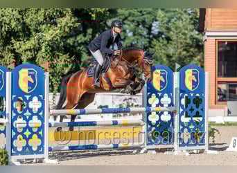 Westfale, Stute, 5 Jahre, 171 cm, Brauner