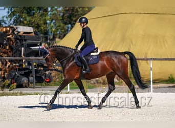 Westfale, Stute, 5 Jahre, 171 cm, Brauner