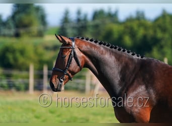 Westfale, Stute, 5 Jahre, 171 cm, Brauner