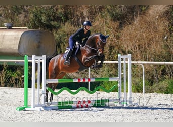 Westfale, Stute, 5 Jahre, 171 cm, Brauner