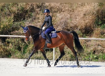 Westfale, Stute, 5 Jahre, 171 cm, Brauner