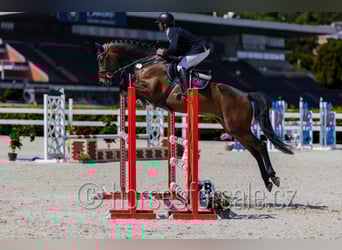 Westfale, Stute, 5 Jahre, 171 cm, Brauner
